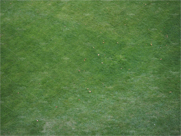 Green Grass Texture Background