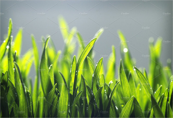 Tiny Soft Grass Texture Backgrounds