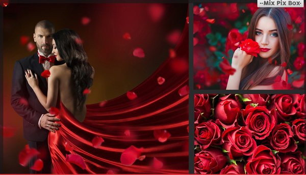 Rose Falling Photo Background
