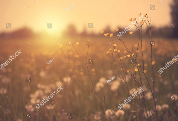 Summer Vintage Photo Background