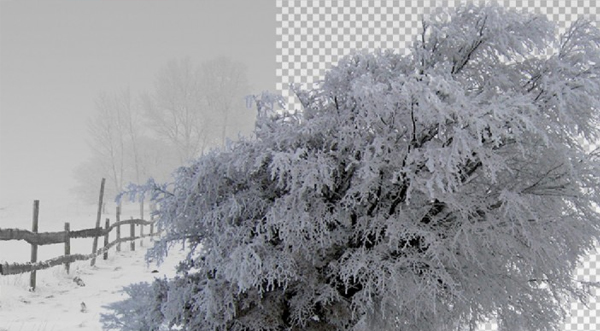 Winter Trees on Transparent Background