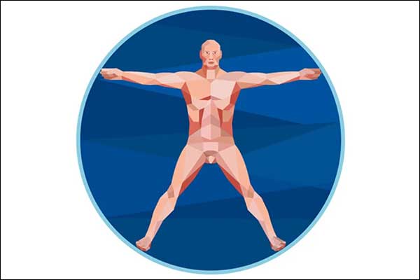 3D Man Anatomy Low Polygon