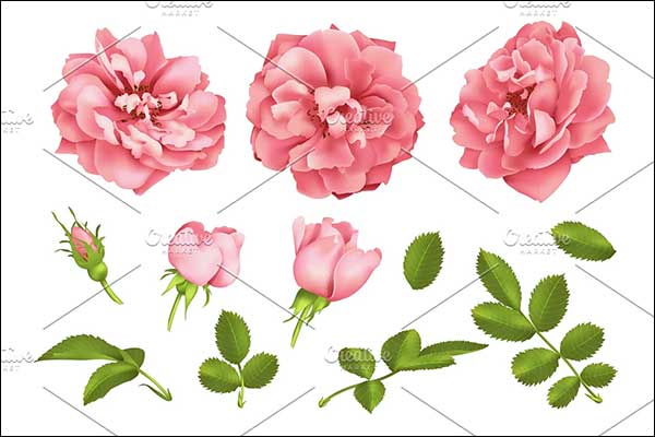 3D Pink Rose Models