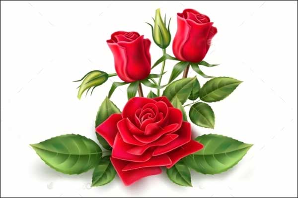 3D Rose Models | 26+ Free & Premium | Photoshop | Vector | EPS | PNG | Ai | Downloads