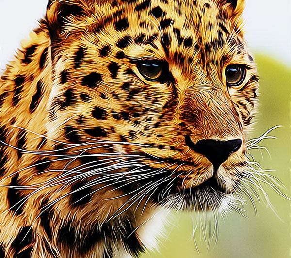 Animal Painting It Photoshop Action