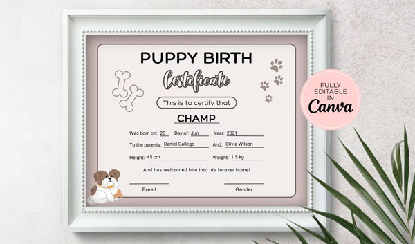 Best Certificate Design Templates