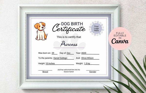 Creative Certificate Design Templates