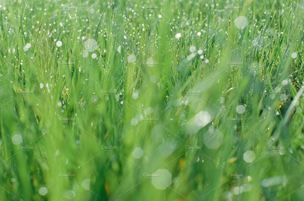 Early Morning Grass Pattern