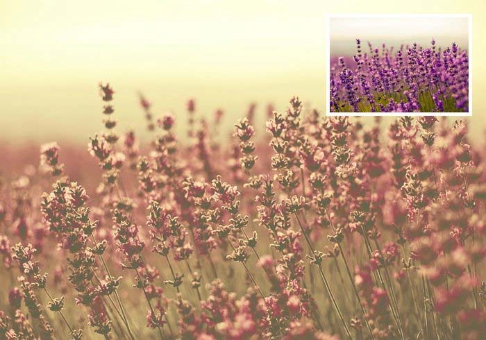 Free Photoshop Action Template
