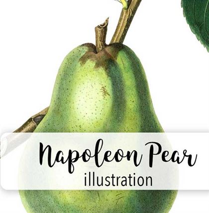 Jargonelle Pear Fruit Package Designs