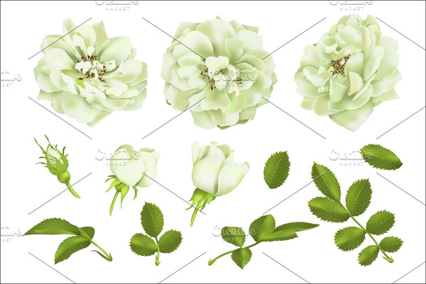 Models 3D Rose Set